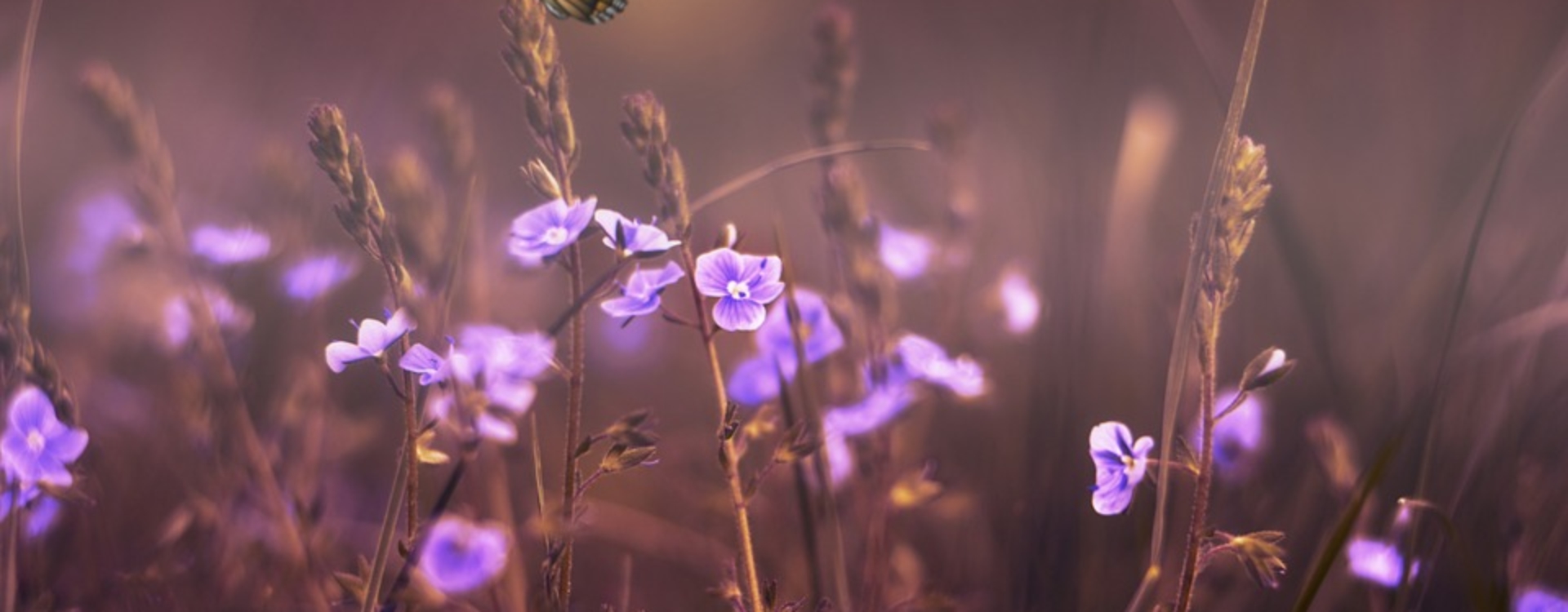 papillon_fleurs_violettes